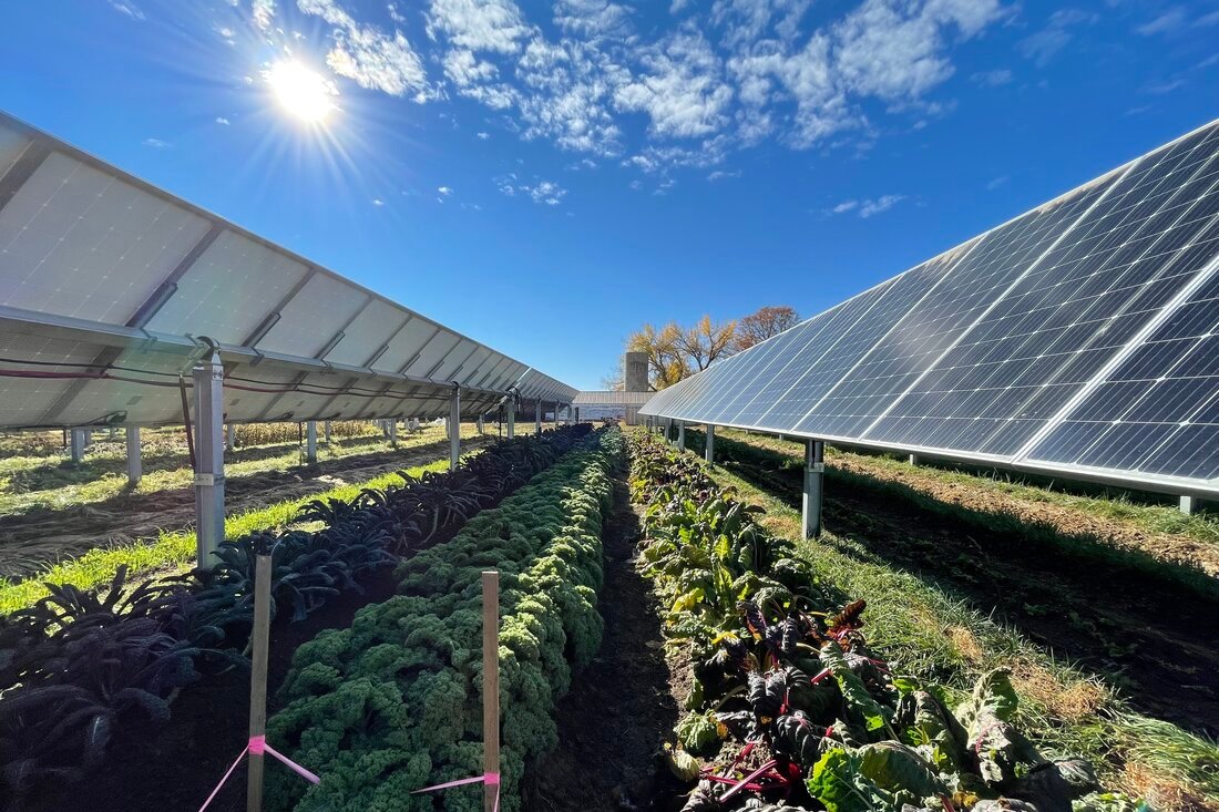 What crops grow best under solar panels?